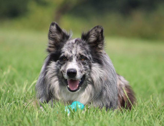 Nos amis les animaux
