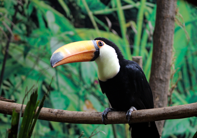 Le toucan