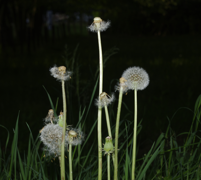 2026-04-21 PISSENLIT SUR FOND NOIR