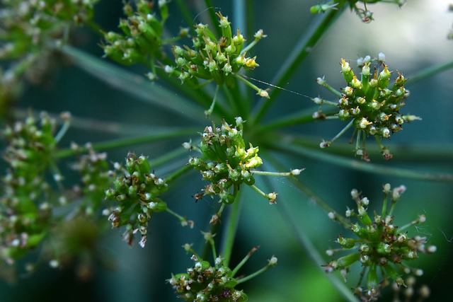 2026_05_25rproxyfleur3