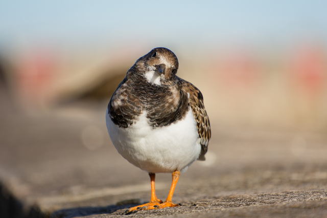 Pluvier grand-gravelot