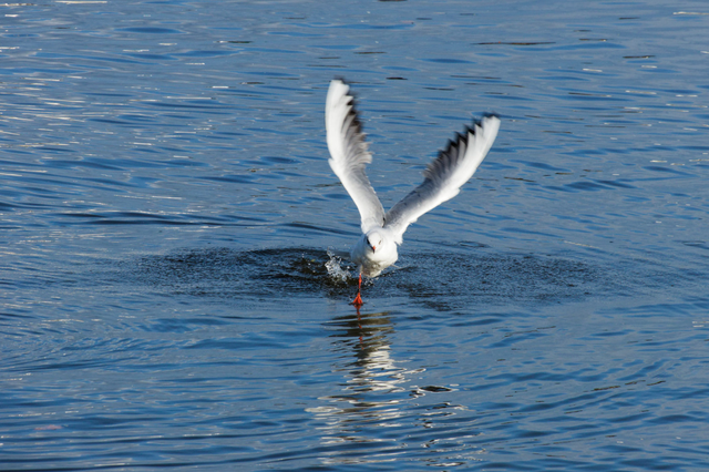 à la manière de :........Alexandre