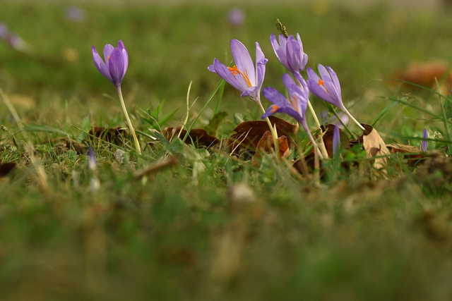 CM_colchiques2_blog5