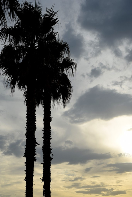 CM_hendaye_palmierblog2