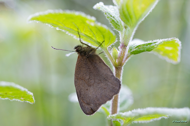 Papillon dans la rosée matinale