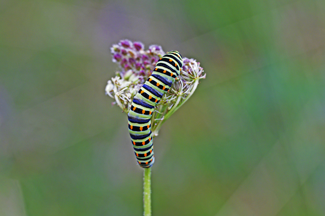 Chenille Machaon