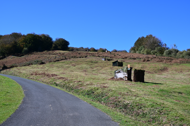 Chasse à la palombe