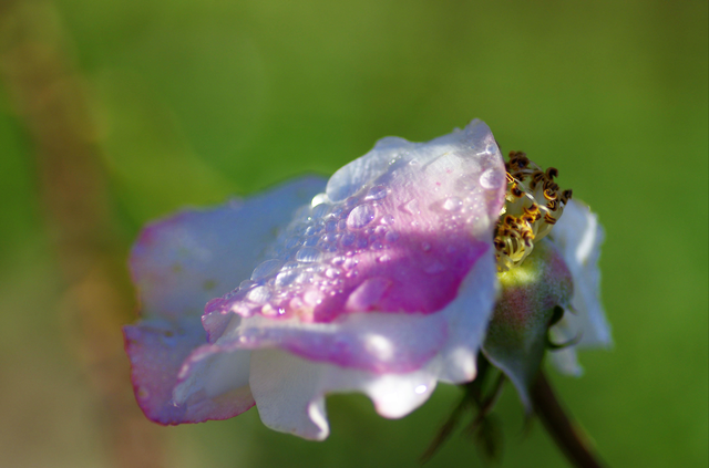 les derniers instants d'une rose par un froid matin d'hiver