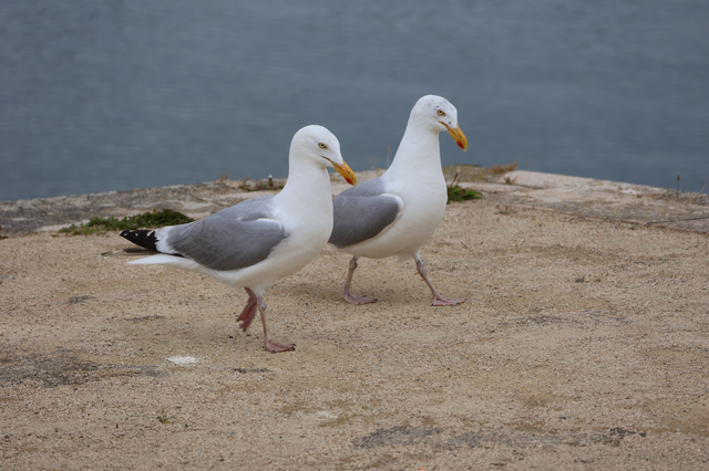 deux mouettes