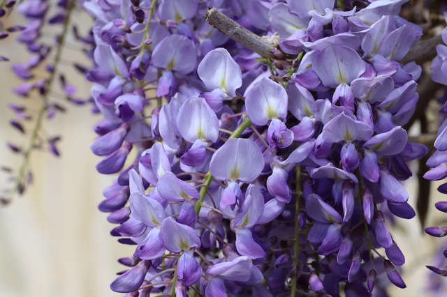 glycine fleurie
