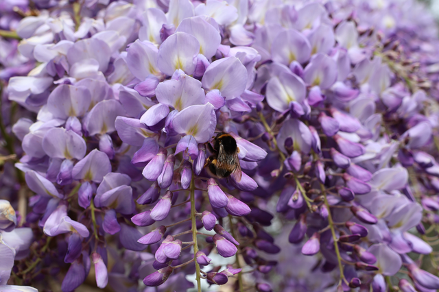 glycine butinée