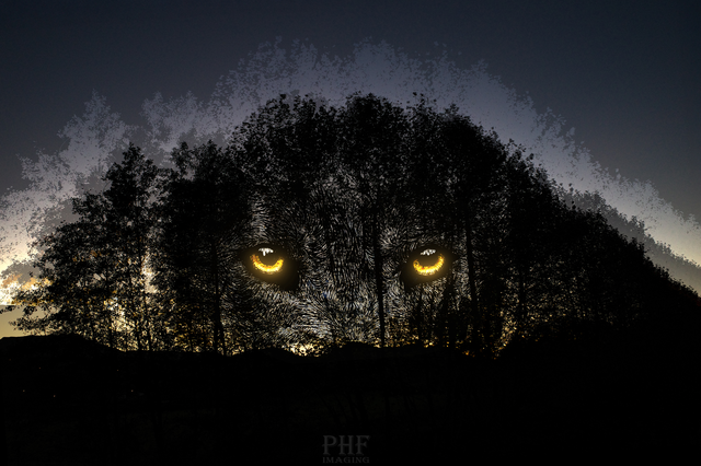Loup dans la nuit 2