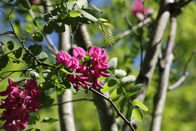 M_E_8029 Acacia rose