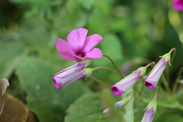 M_E_8071 l'oxalis articulé