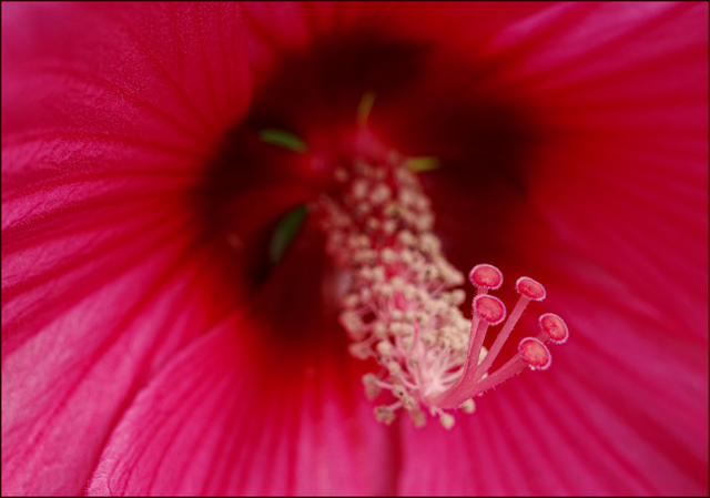 Macro