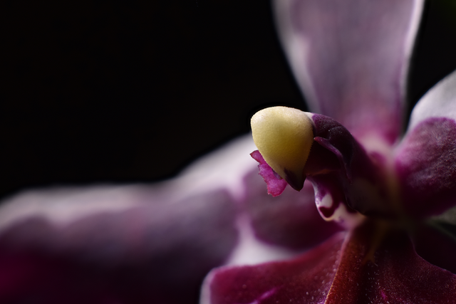 Macro Orchis focus stacking