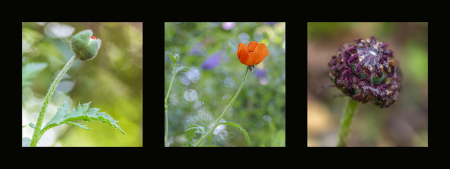 Naissance et fin du coquelicot (2)