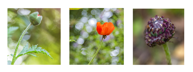 Naissance et fin d'un coquelicot