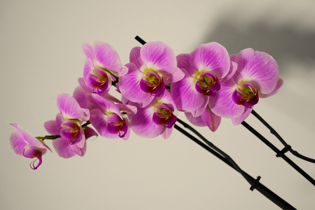 Orchidée 1