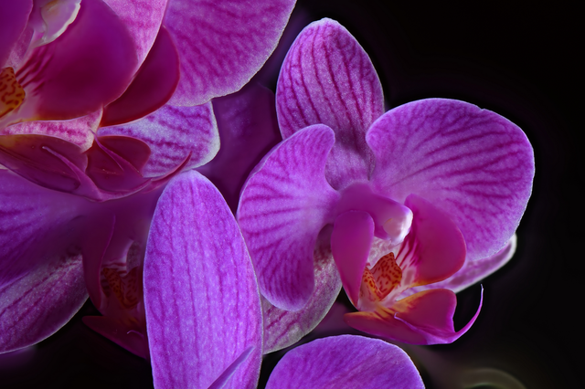 Orchidée