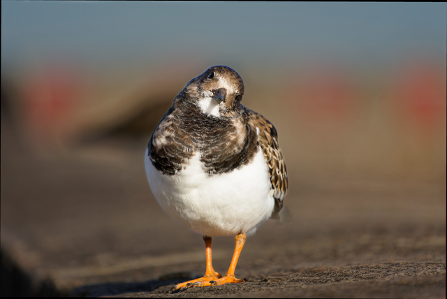 Pluvier grand-gravelot