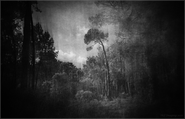 Pignada Raw Ricoh NB 2783