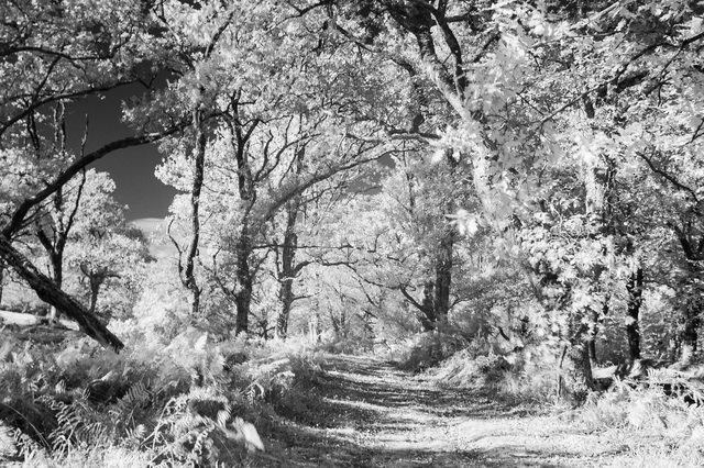 RB_2025_10_infrarouge-3