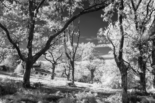 RB_2025_10_infrarouge-4