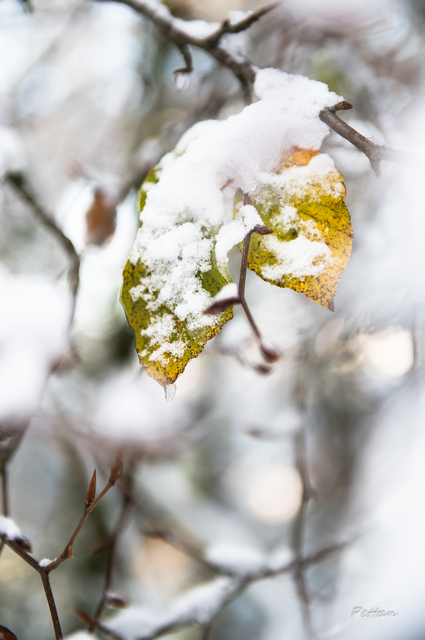 RB_2025_11_neige_gorramendi-10