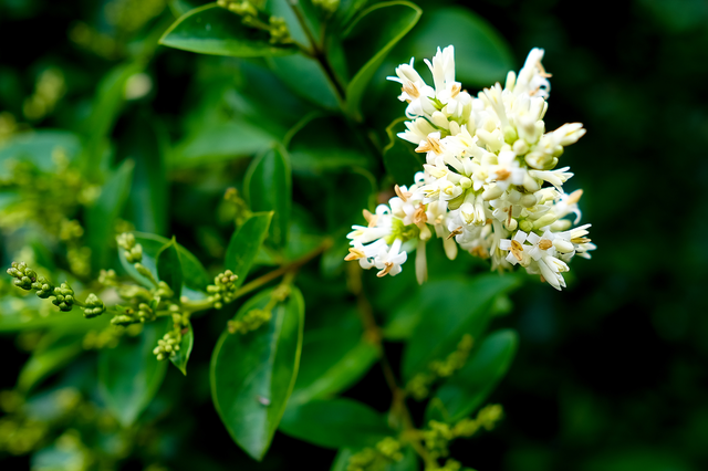 Proxy fleur de Troène