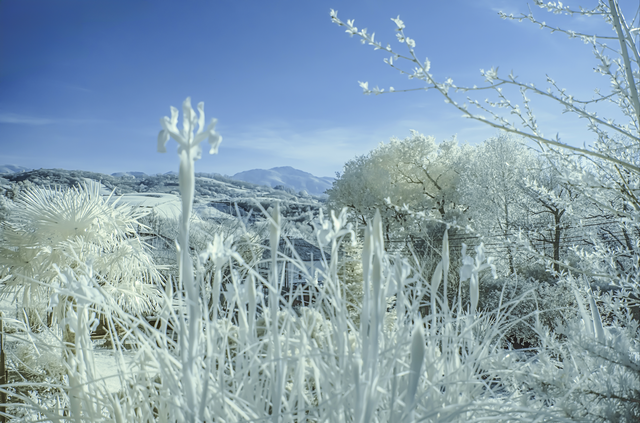 annick infrarouge copie