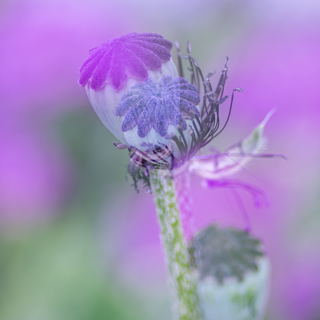 coquelicots-4
