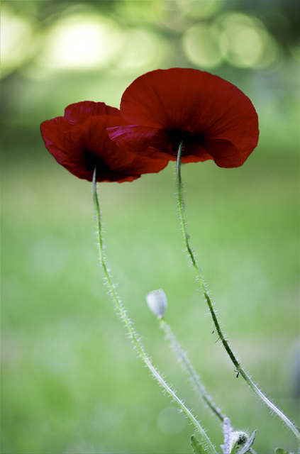 coquelicots