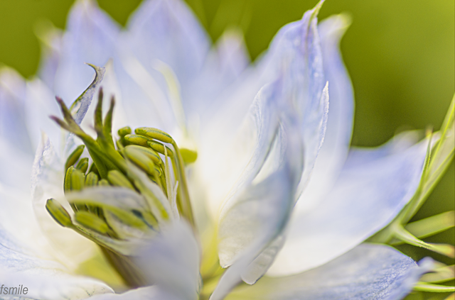 fleur bleue-2
