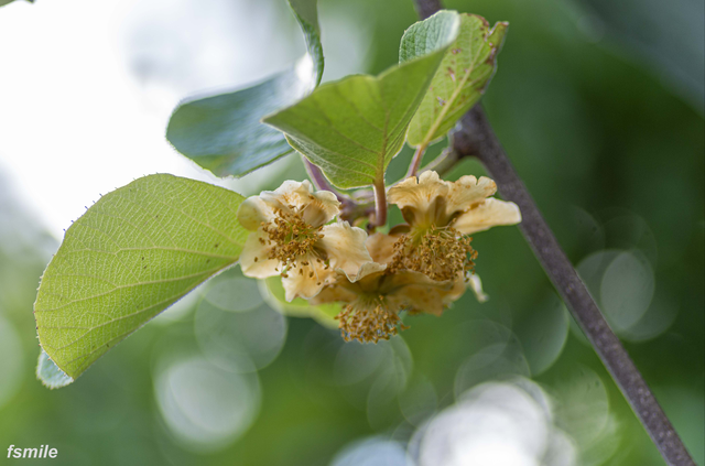 fleur de KIWI-4 (2)