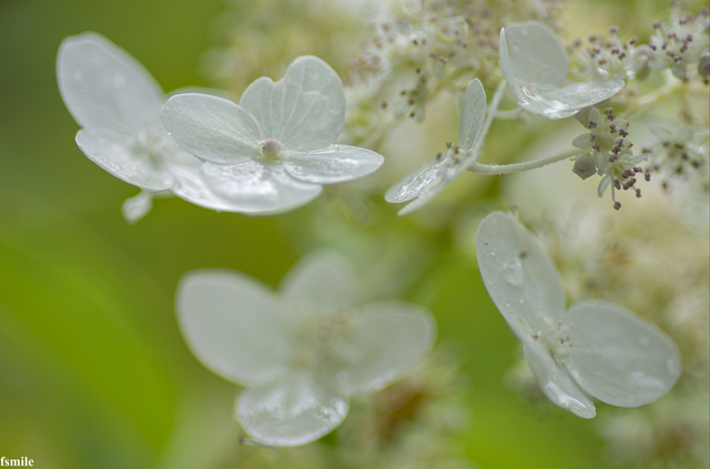 fleur d'hortensia