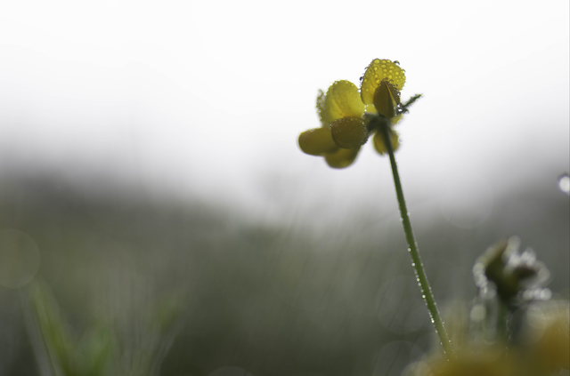 Un beau matin de rosée