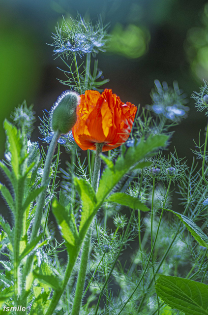 fleurs-3