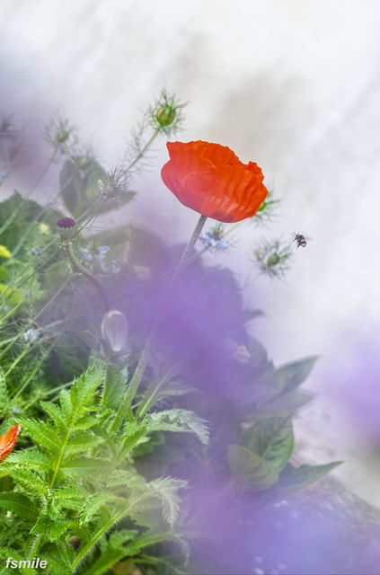 fleurs-63
