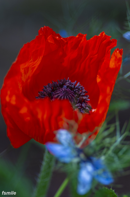 fleurs-8