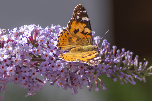 papillon-33
