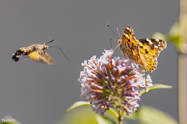 papillon