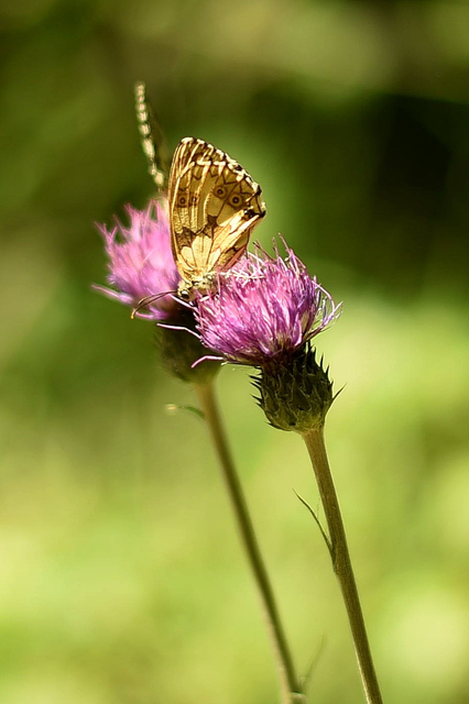 papillon1